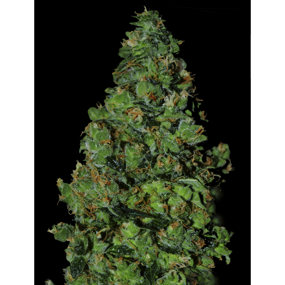 Vip_Seeds_Membrana_Hiper_Auto_BVS.010_fr26-4p.jpg