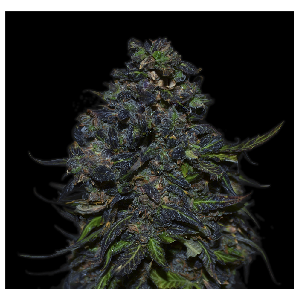 Vip_Seeds_Taison_Auto_BVS.009.jpg