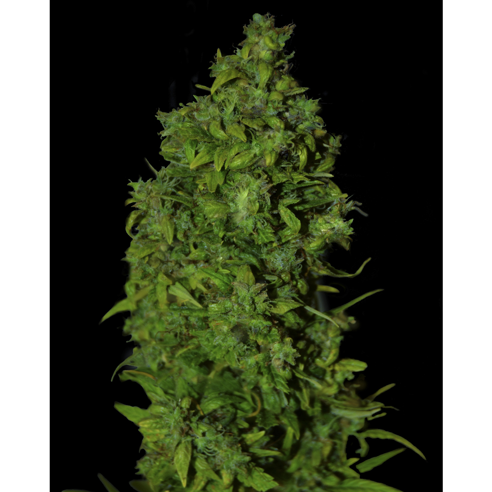 Vip_Seeds_Vip_Dwarf_BVS.005_xr8k-87.jpg