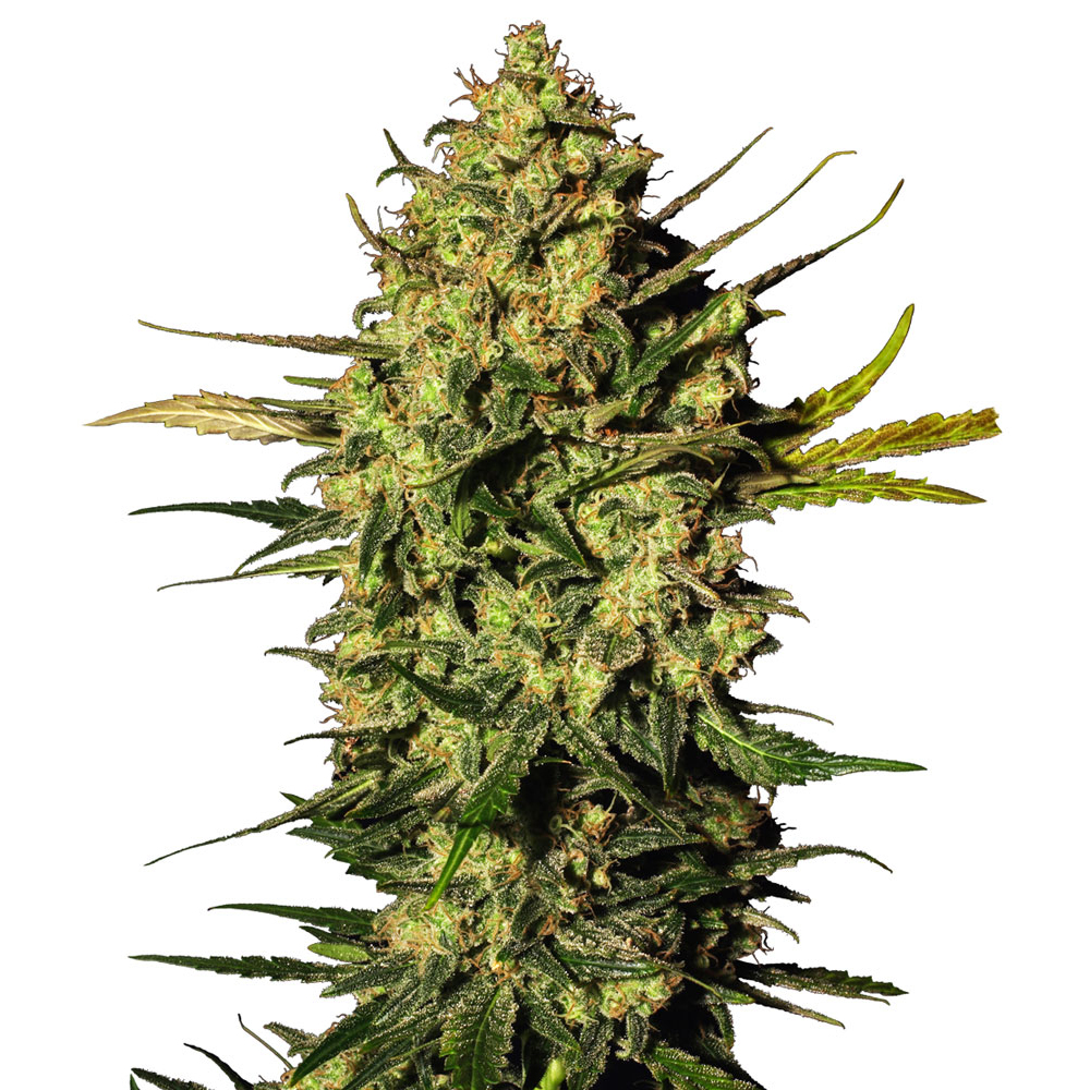 White_Level_Seeds_Master_Kush_Auto_BWL.022_tnmc-71.jpg