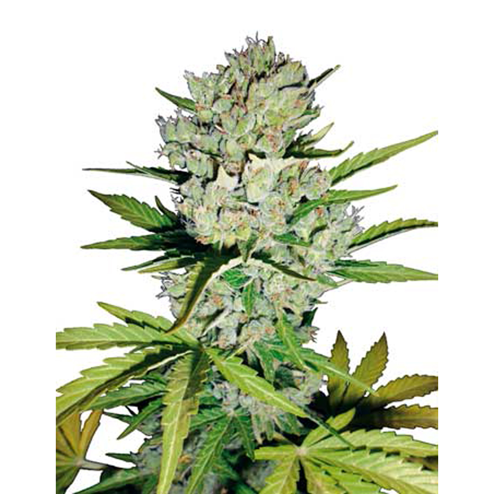White_Level_Seeds_Super_Skunk_Auto_BWL.016-1.jpg