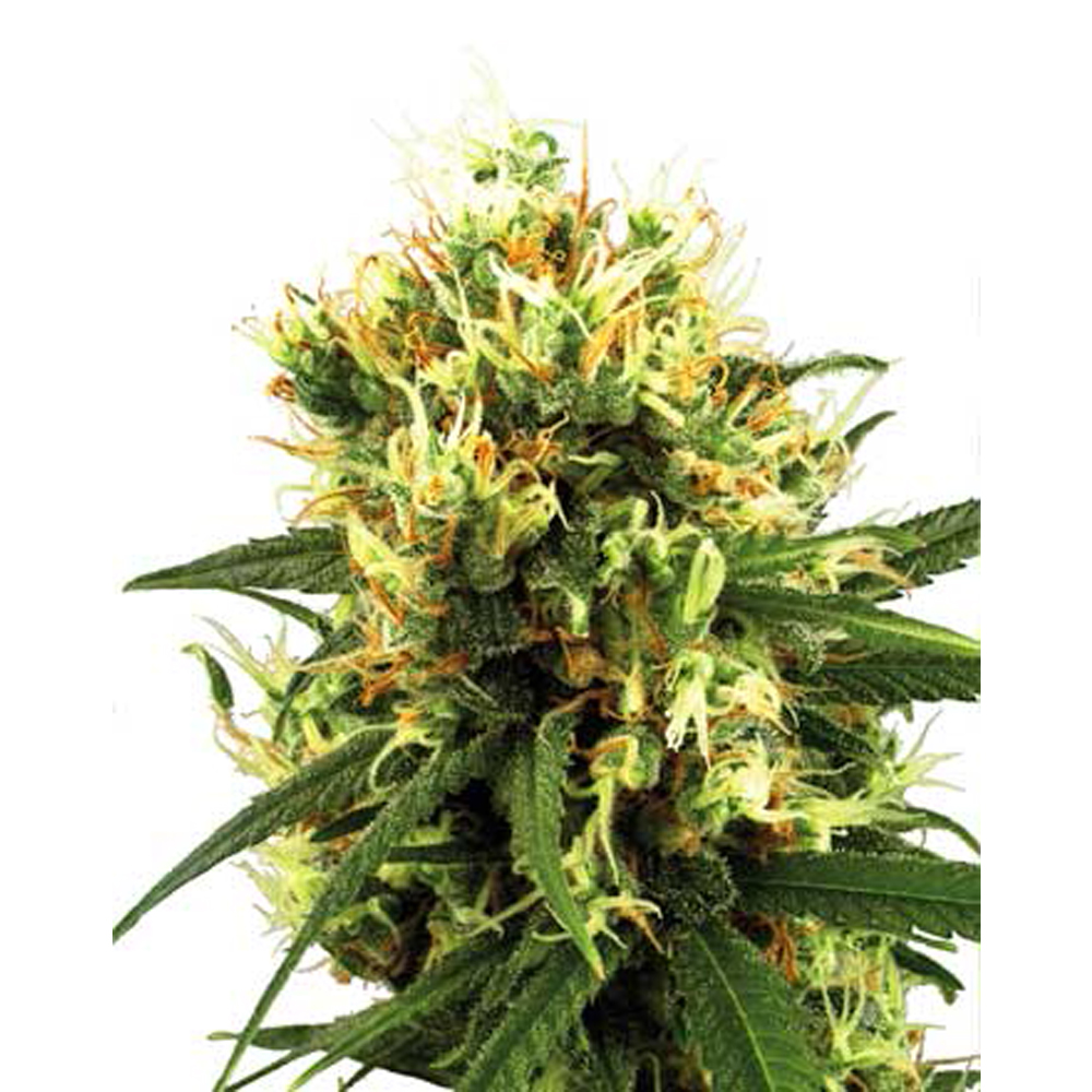 White_Level_Seeds_White_Haze_Auto_BWL.017.jpg