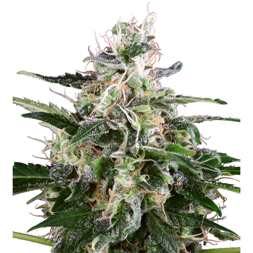 White_Level_Seeds_White_Skunk_Auto_BWL.014_zv41-aj.jpg