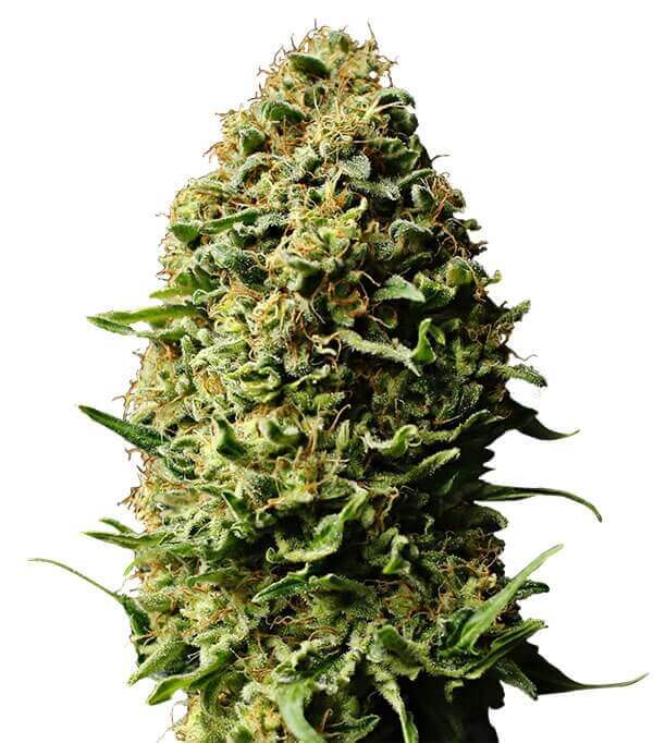 auto-ak-geaseeds.jpg