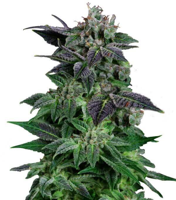 auto-widow-geaseeds.jpg