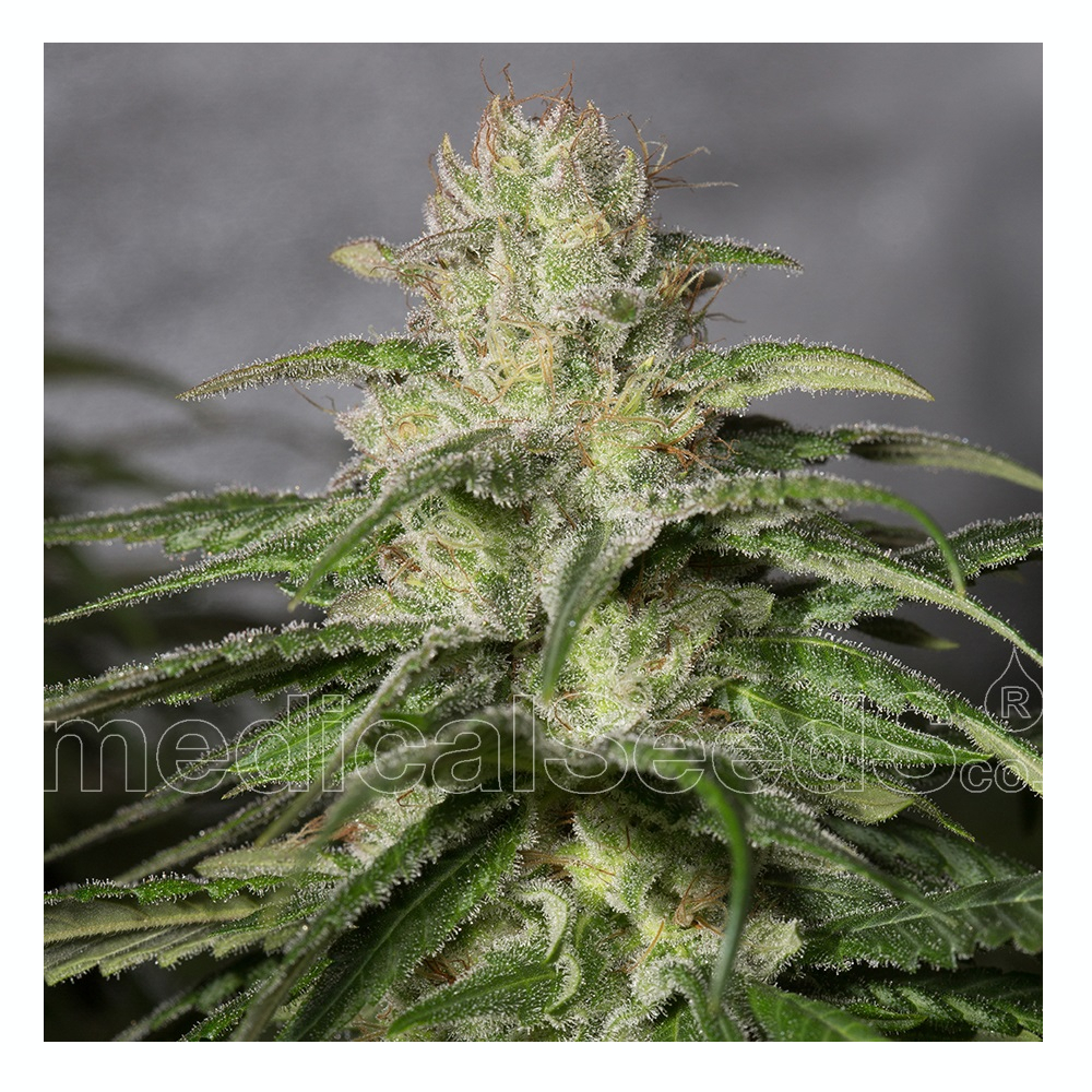 medical_Seeds_OG_Kush_CBD_BMED.018-3F.jpg